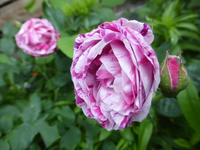 P1430035.webp