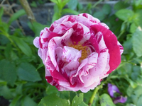 P1420383.webp