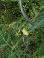 DSCN2532.webp
