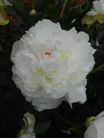 DSCN2540.webp
