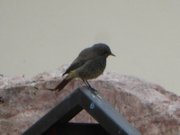 P1420900.webp