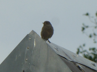 P1420904.webp
