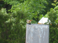 P1420913.webp