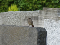 P1420915.webp
