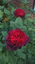 DSC_0041.webp