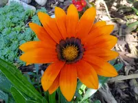 DSCF9411.webp