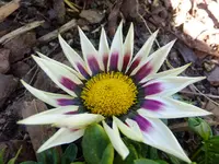 DSCF9432.webp