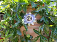 DSCF9431.webp