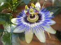 DSCF9429.webp