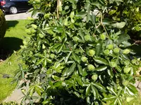DSCF9368.webp