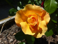 P1420320.webp
