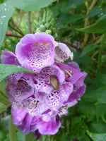 P1410716.webp