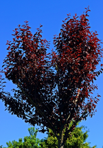 Blutpflaume_dunkelrotes Laub_11062015_700.webp