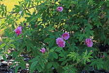 Wildrose centifolia muscosa1_700.webp