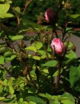 Wildrose majalis rosa_erste Blüten_700.JPG