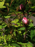 Wildrose majalis rosa_erste Blüten_700.webp