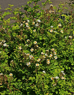 Wildrose_Rosa multiflora_weiss_Blüten_11062015_700.webp
