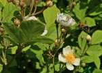 Hummel_Anflug_Rosa multiflora_motion_700.JPG