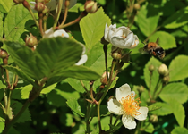 Hummel_Anflug_Rosa multiflora_motion_700.webp