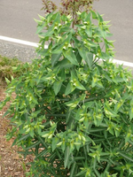 k-P1090443.webp