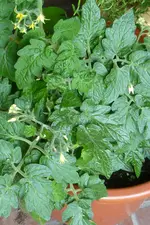 Balcony yellow.webp