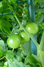 Black Cherry Früchte.webp