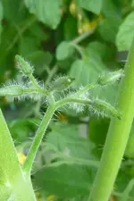 Grüne Traube Knospen.webp