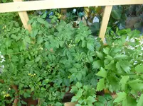roter Tomatenkasten.webp