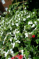 Schneeflöckchen.webp