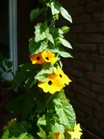 Schwarzäugige Susanne.webp