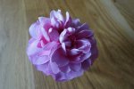 Blüte_Balkonrose.JPG Blüte_Balkonrose.JPG