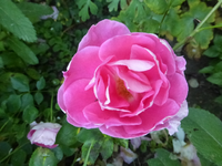 P1410869.webp