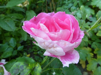 P1410870.webp