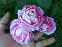 P1410871.webp