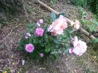 P1420872.webp