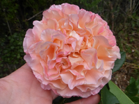 P1420874.webp