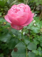 P1430130.webp