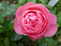 P1430129.webp