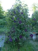P1410830.webp