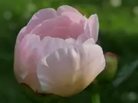 P1180803.webp