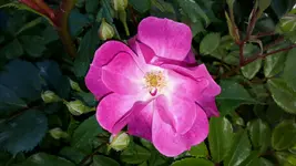 20150611_185238.webp