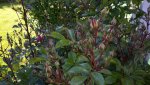 20150611_185316.jpg