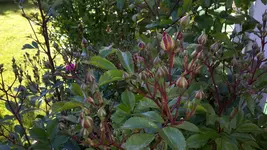 20150611_185316.webp