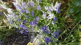 20150611_190748.jpg