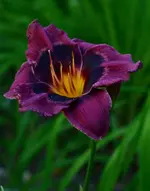 mildred.webp