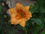 DSCF3862.jpg