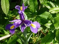 image.webp
