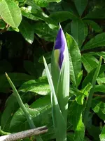 image.webp