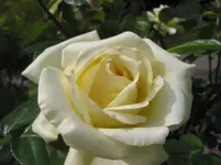 013.webp