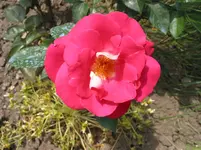 014.webp